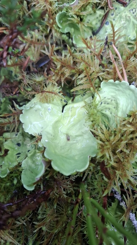 Arctic Kidney Lichen