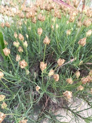 Plantago afra