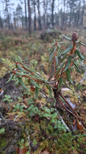 marsh Labrador tea