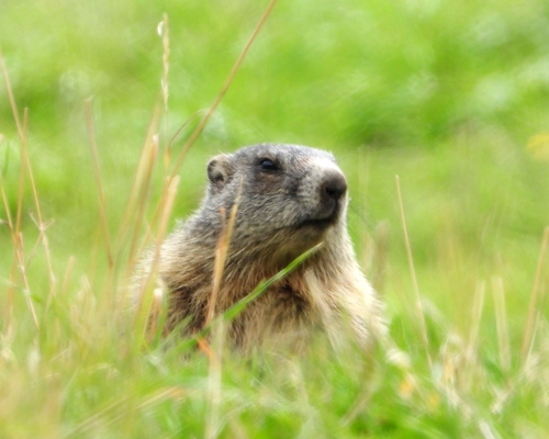 Alpine Marmot