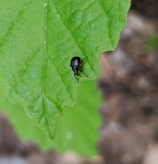 Synolabus bipustulatus