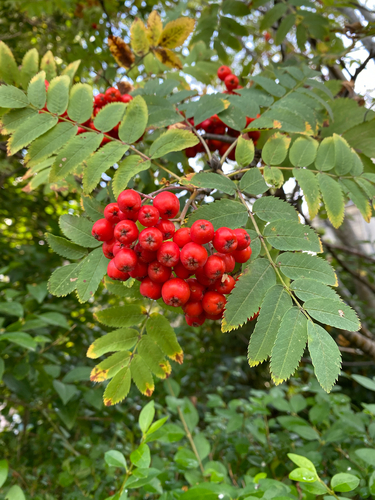 European mountain ash