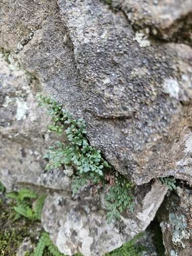 wall-rue