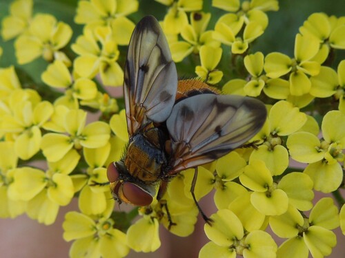 Ectophasia crassipennis