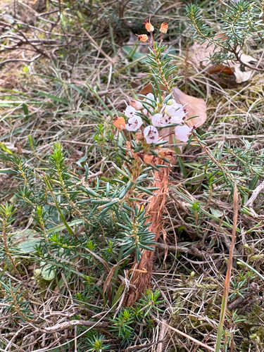 Cornish Heath