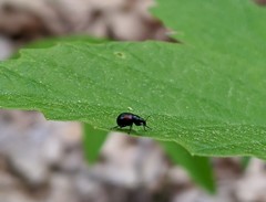 Synolabus bipustulatus