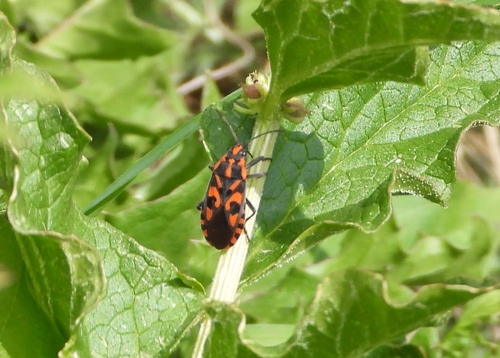 Spilostethus saxatilis
