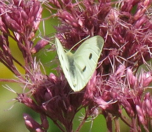 Small White