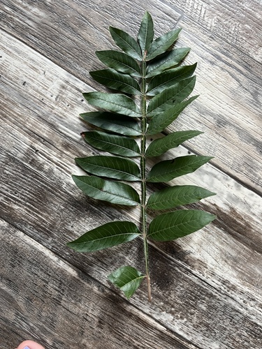 shining sumac