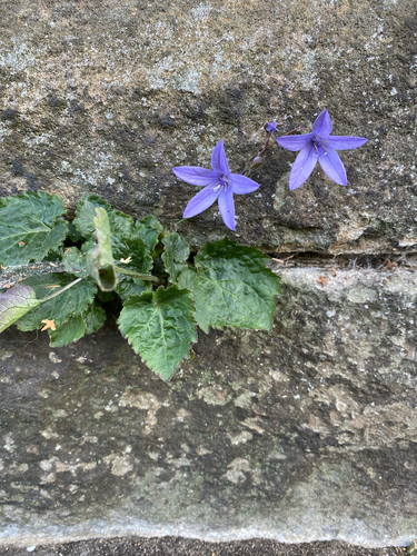 Trailing bellflower