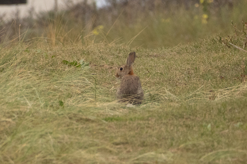 European Rabbit
