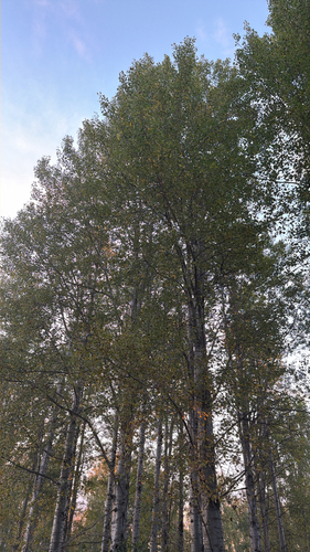 European aspen