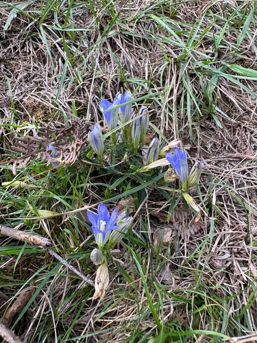 marsh gentian