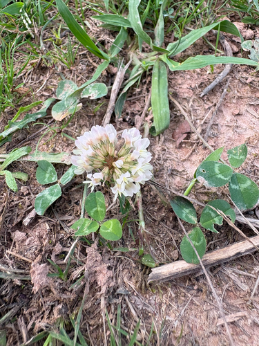 white clover