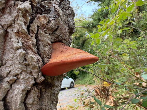 Beefsteak Polypore