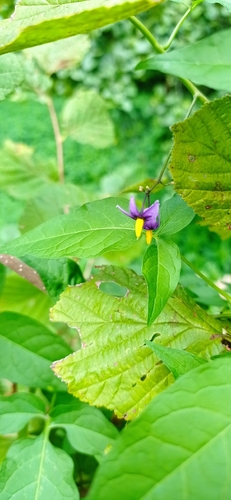 bittersweet nightshade