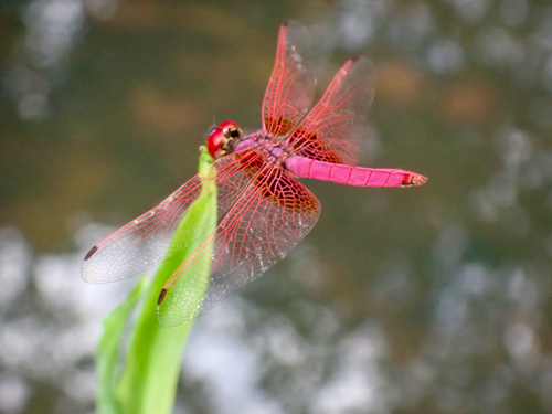 Crimson Marsh Glider