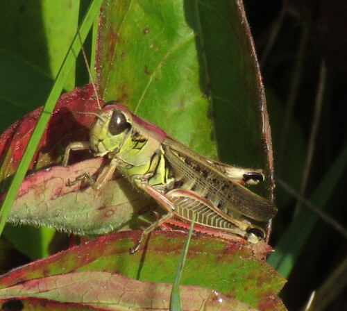 Red-legged Grasshopper
