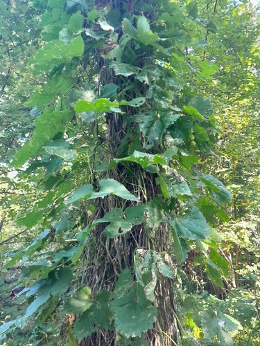 common hops