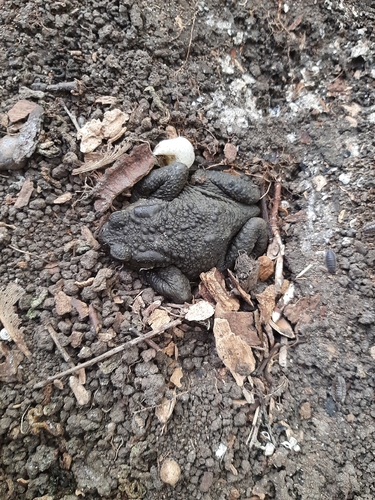 European Toad
