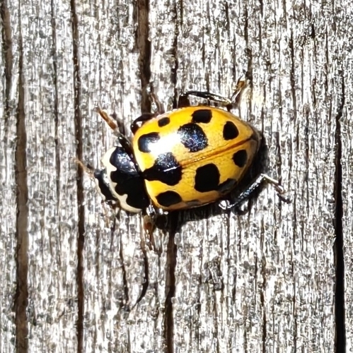 Notated Lady Beetle