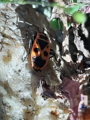 Pyrrhocoris apterus