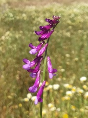Vicia eriocarpa