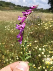 Vicia eriocarpa