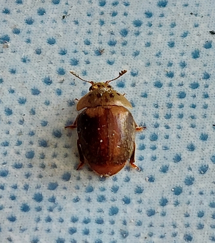 Cychramus variegatus