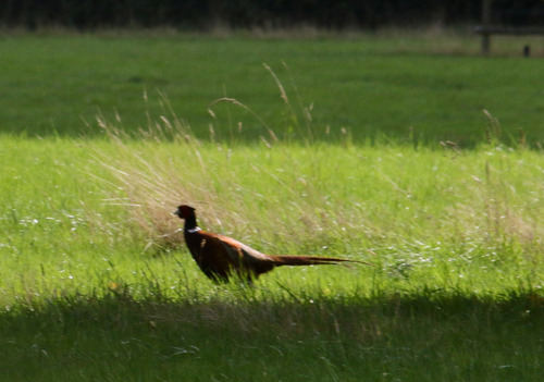 Ring-necked Pheasant