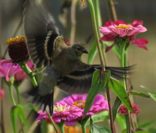 American Goldfinch