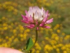 Trifolium isthmocarpum