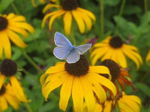 Common Blue