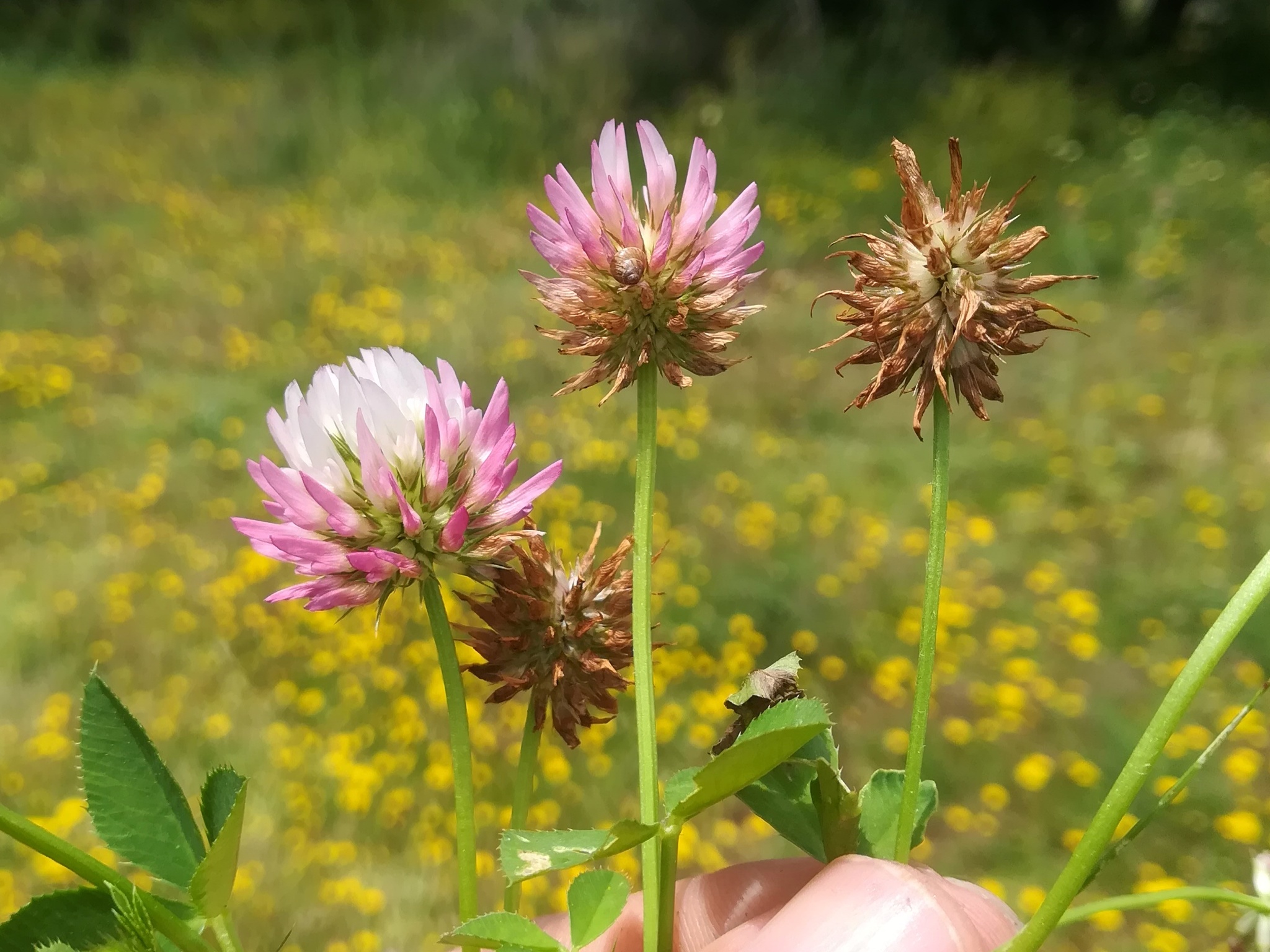 Trifolium isthmocarpum