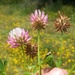 Trifolium isthmocarpum - Photo (c) jmneiva, some rights reserved (CC BY-NC), uploaded by jmneiva