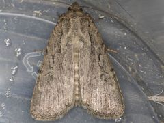Spaelotis unicava