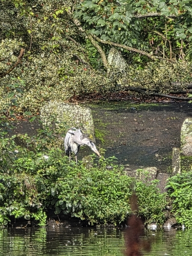 Grey Heron