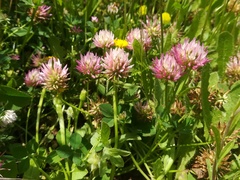 Trifolium isthmocarpum