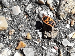 Pyrrhocoris apterus