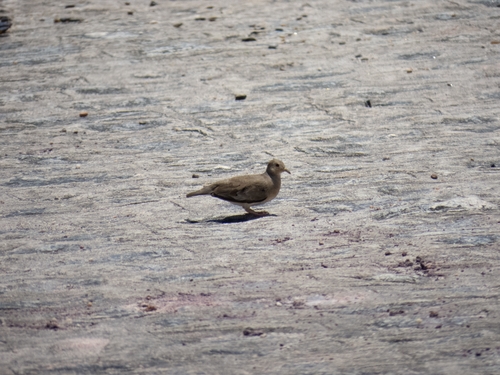 Plain-breasted Ground Dove