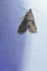 Neargyractis slossonalis