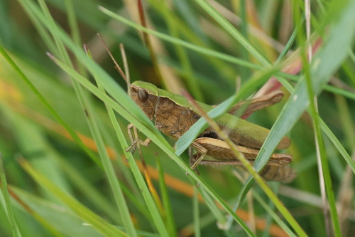 Steppe Grasshopper