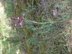 Himantoglossum comperianum