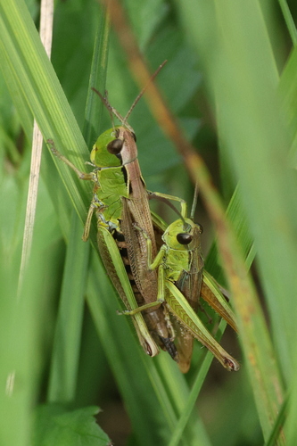 Water-meadow Grasshopper