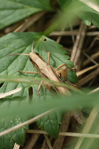 Lesser Marsh Grasshopper
