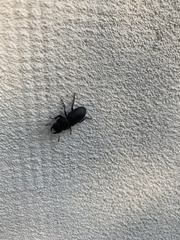 Dorcus parallelipipedus