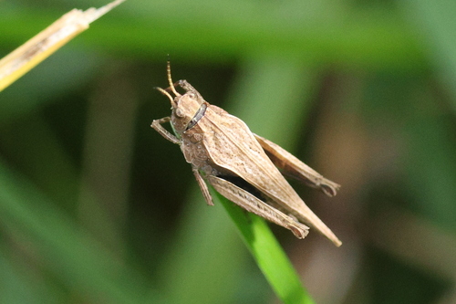 Slender Groundhopper