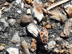 Pyrrhocoris apterus