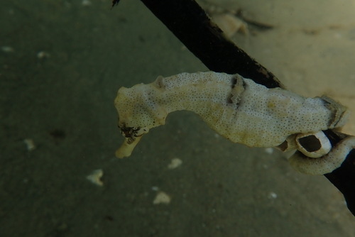 Common Seahorse