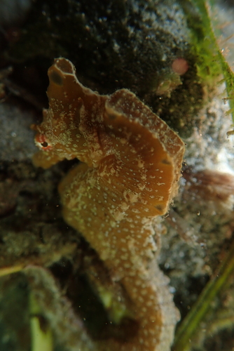 Giraffe Seahorse